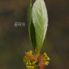털조장나무(Lindera sericea (Siebold & Zucc.) Blume) : 여울목