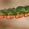 여우구슬(Phyllanthus urinaria L.) : 무심거사