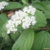 산가막살나무(Viburnum wrightii Miq.) : 봄까치꽃