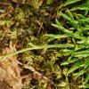 비늘석송(Lycopodium complanatum L.) : 들국화