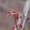 계수나무(Cercidiphyllum japonicum Siebold & Zucc.) : 설뫼