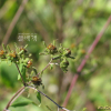 털진득찰(Sigesbeckia orientalis L. subsp. pubescens (Makino) H.Koyama) : habal