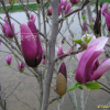 자목련(Magnolia liliiflora Desr.) : 塞翁之馬