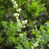 오리새(Dactylis glomerata L.) : 봄까치꽃