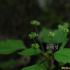 산물통이(Pilea japonica (Maxim.) Hand.-Mazz.) : 청암
