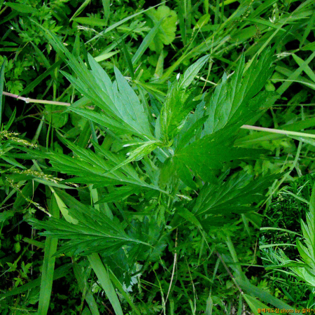 그늘쑥(Artemisia sylvatica Maxim.) : 설뫼*