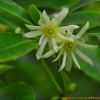 붓순나무(Illicium anisatum L.) : 설뫼*