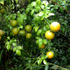 탱자나무(Poncirus trifoliata Raf.) : habal