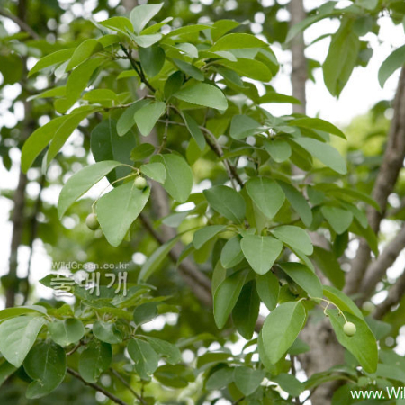 이팝나무(Chionanthus retusus Lindl. & Paxton) : 카르마