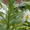 백합(Lilium longiflorum Thunb.) : 별꽃