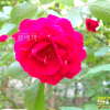 덩굴장미(Rosa multiflora var. platyphylla Thory) : 별꽃
