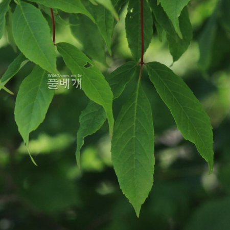 복장나무(Acer mandshuricum Maxim.) : 카르마