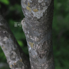 복장나무(Acer mandshuricum Maxim.) : 카르마
