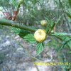 죽단화(Kerria japonica for. pleniflora (Witte) Rehder) : 塞翁之馬