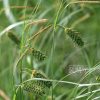 왕비늘사초(Carex maximowiczii Miq.) : 고들빼기