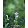 갈매기난초(Platanthera japonica (Thunb. ex Murray) Lindl.) : 벼루