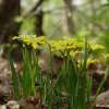 금붓꽃(Iris minutoaurea Makino) : 통통배