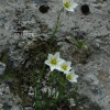 개감채(Lloydia serotina (L.) Rchb.) : 통통배