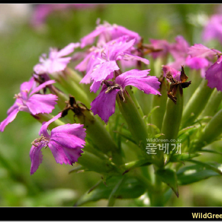 갯패랭이꽃(Dianthus japonicus Thunb. ex Murray) : 지리지리