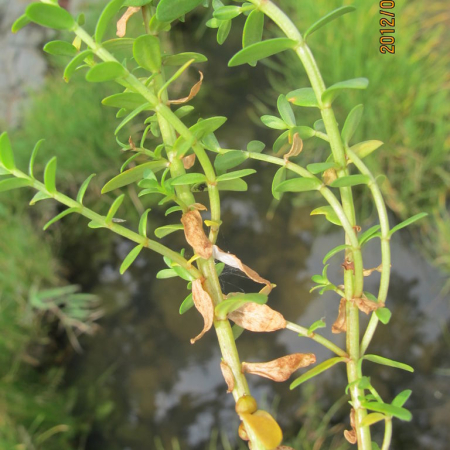 갯봄맞이(Lysimachia maritima (L.) Galasso & Banfi & Soldano var. obtusifolia (Fernald) Yonek.) : kplant1