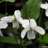 흰젖제비꽃(Viola lactiflora Nakai) : 별꽃