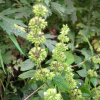 층층이꽃(Clinopodium chinense (Benth.) Kuntze var. parviflorum (Kud?) H.Hara) : 현촌