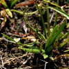 보풀(Sagittaria aginashi Makino) : 청암