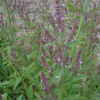 배암차즈기(Salvia plebeia R.Br.) : 현촌