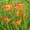 애기범부채(Tritonia crocosmaeflora Lemoine) : 산들꽃