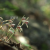 대흥란(Cymbidium macrorhizon Lindl.) : 산들꽃