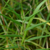 뚝사초(Carex appendiculata (Trautv. & C.A.Mey.) K?k.) : 무심거사