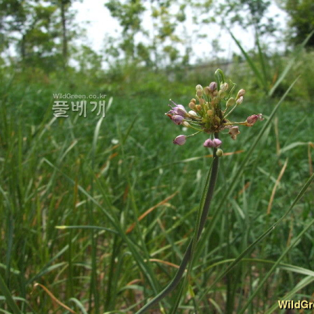 참산부추(Allium sacculiferum Maxim.) : 塞翁之馬