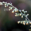 참쑥(Artemisia codonocephala Diels) : 설뫼