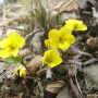 노랑제비꽃 : 풀배낭