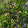 나도물통이(Nanocnide japonica Blume) : 통통배