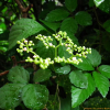 거지덩굴(Causonia japonica (Thunb.) Raf.) : 청암
