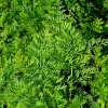 당근(Daucus carota subsp. sativa (Hoffm.) Arcang.) : 들국화