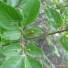 흰등괴불나무(Lonicera maximowiczii var. latifolia (Ohwi) Hara) : kplant1
