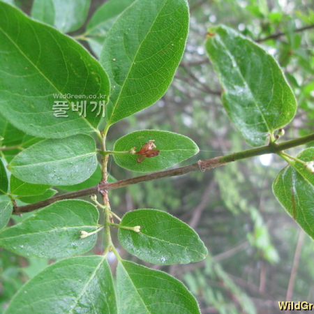 흰등괴불나무(Lonicera maximowiczii var. latifolia (Ohwi) Hara) : kplant1