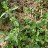 층층이꽃(Clinopodium chinense (Benth.) Kuntze var. parviflorum (Kud?) H.Hara) : 현촌