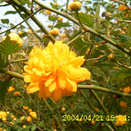 죽단화(Kerria japonica for. pleniflora (Witte) Rehder) : 현촌