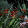 애기범부채(Tritonia crocosmaeflora Lemoine) : 산들꽃