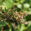거문도닥나무(Wikstroemia ganpi (Siebold & Zucc.) Maxim.) : kplant1