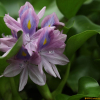 부레옥잠(Eichhornia crassipes (Mart.) Solms) : 현촌