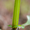 개현삼(Scrophularia alata A.Gray) : 무심거사