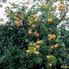 탱자나무(Poncirus trifoliata Raf.) : 벼루