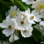 찔레꽃 : 꽃사랑한동구