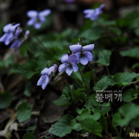 애기낚시제비꽃(Viola grypoceras var. exilis (Miq.) Nakai) : 통통배