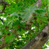 섬단풍나무(Acer takesimense Nakai) : 무심거사
