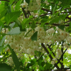 때죽나무(Styrax japonicus Siebold & Zucc.) : 봄까치꽃